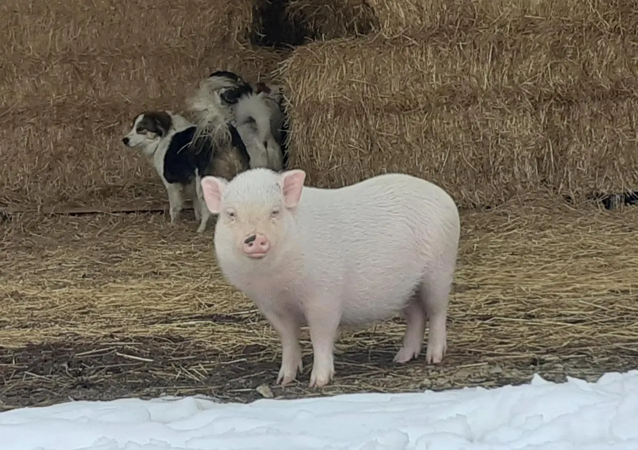 Gite A La Ferme A Orpierre Francie